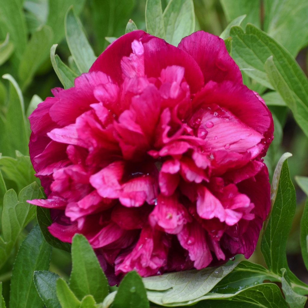 First Peony Of The Season by bjywamer