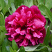 First Peony Of The Season by bjywamer
