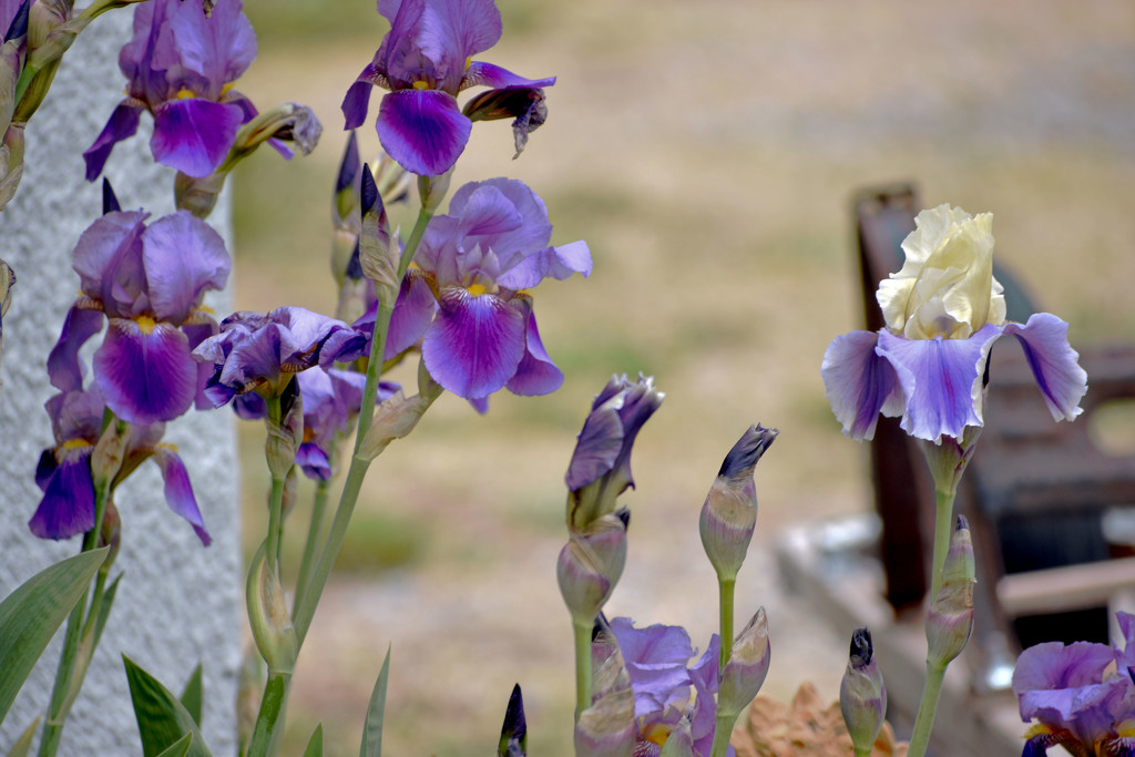 White-Tipped Iris by bjywamer