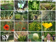 25th May 2021 - Everything is Growing in the Garden!