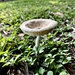 Mushroom chalice  by sugarmuser