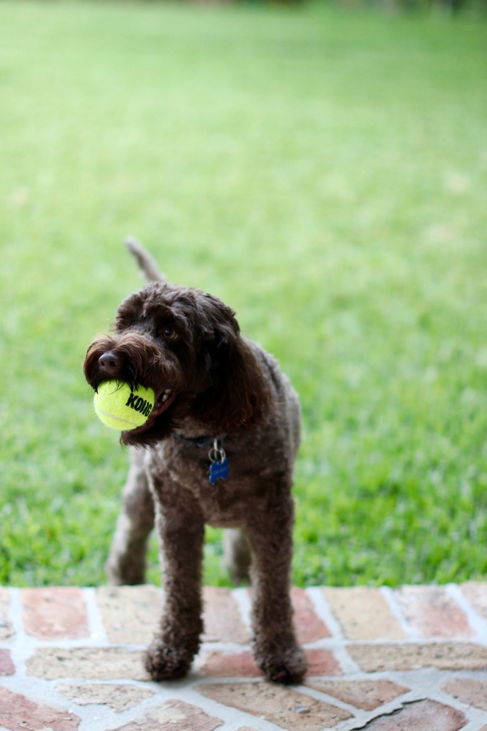 Playing Fetch. Again. by lisasavill