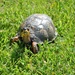 Day 139: Sweet Box Turtle  by jeanniec57