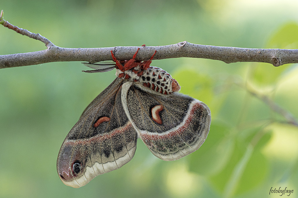 Cecropia moth by fayefaye