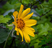 24th May 2021 - West Shore Arnica
