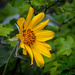 West Shore Arnica by 365karly1