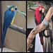 Duke, a Blue & Gold Macaw and Ricco, a Green Winged Macaw by markandlinda