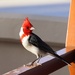 Red-Crested Cardinal by markandlinda