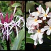 Spider Lily and White & Yellow Plumeria by markandlinda