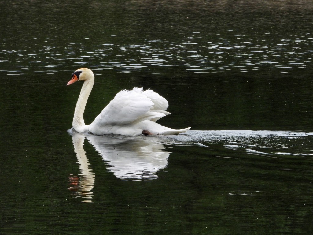mute swan by amyk