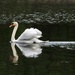 mute swan by amyk