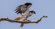 24th May 2021 - Osprey on the Takeoff!