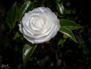 25th May 2021 - White Camellia
