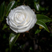 White Camellia by yorkshirekiwi