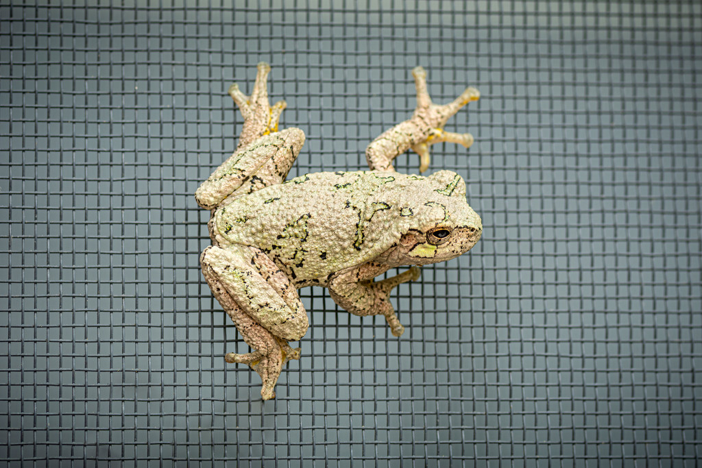 eastern grey treefrog by jackies365