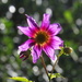 Another tree dahlia opened by kali66