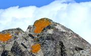 25th May 2021 - Mount lichen