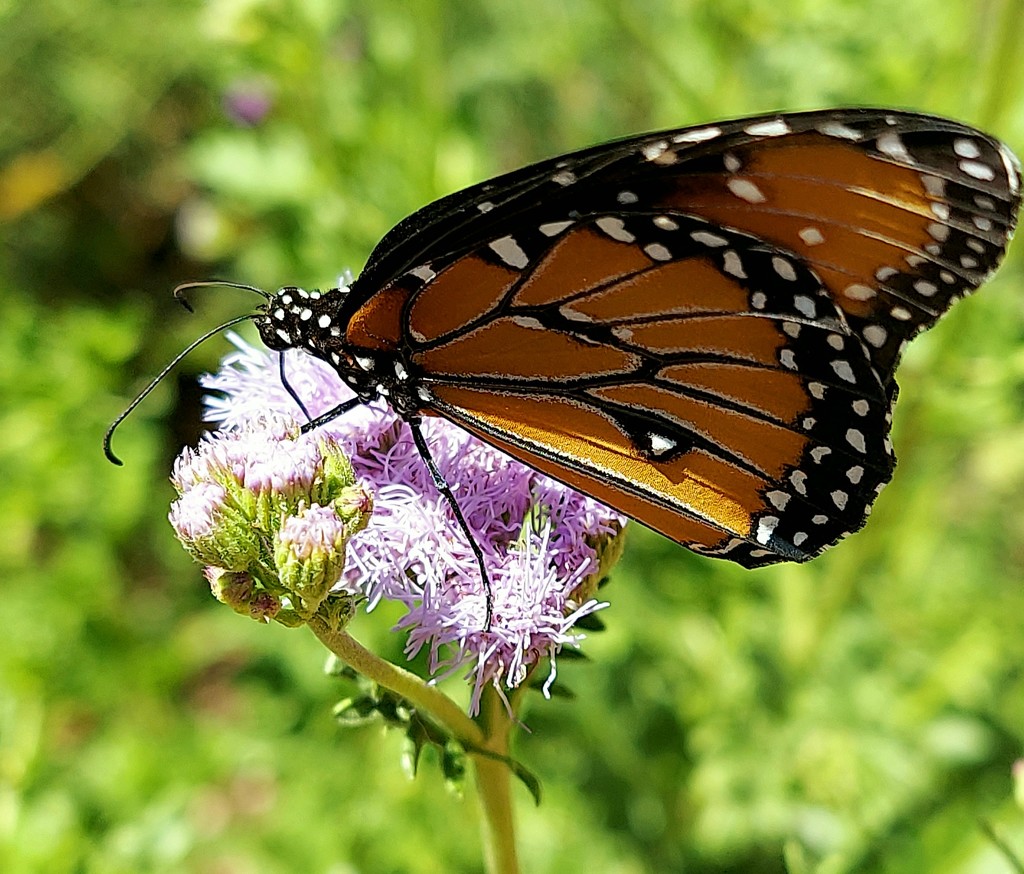 Monarch Butterfly by harbie