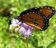 23rd May 2021 - Monarch Butterfly