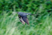 24th May 2021 - Cuckoo in flight 