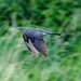 Cuckoo in flight  by padlock