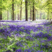 25th May 2021 - Bluebell woods 