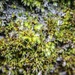 More moss by nodrognai