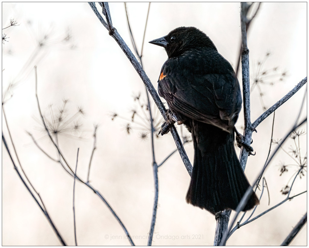 Evening Blackbird by aikiuser