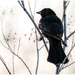 Evening Blackbird by aikiuser