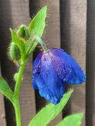 24th May 2021 - Himalayan blue poppy (meconopsis)