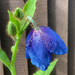 Himalayan blue poppy (meconopsis) by 365projectmaxine
