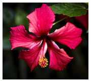 19th May 2021 - Hibiscus