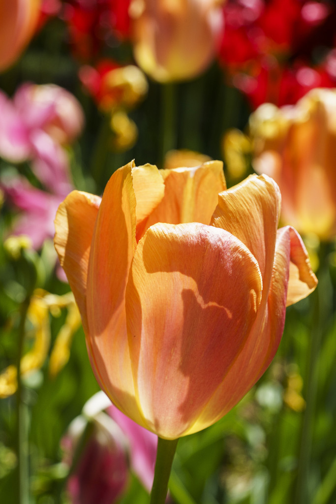 Tulips by k9photo