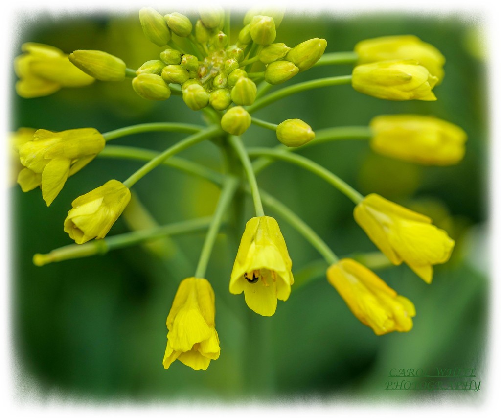 Rape Seed Flowers And Bug by carolmw