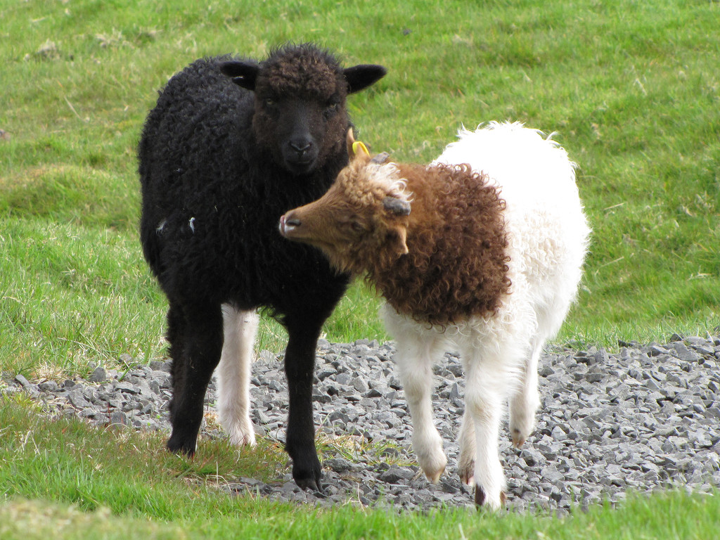 Lambs by okvalle