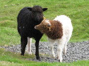 20th May 2010 - Lambs