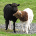 Lambs by okvalle
