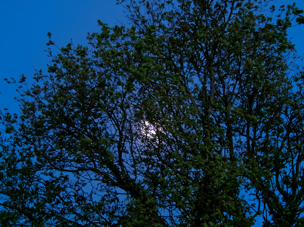 Moon through trees by jon_lip