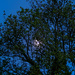 Moon through trees by jon_lip