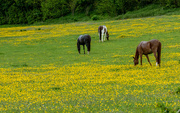 23rd May 2021 - buttercup field...