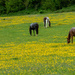 buttercup field... by susie1205