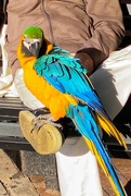 25th May 2021 - Blue and yellow macaw. 