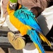 Blue and yellow macaw.  by johnfalconer