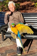 25th May 2021 - Blue and yellow macaw in the park with its companion. 