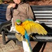 Blue and yellow macaw in the park with its companion.  by johnfalconer