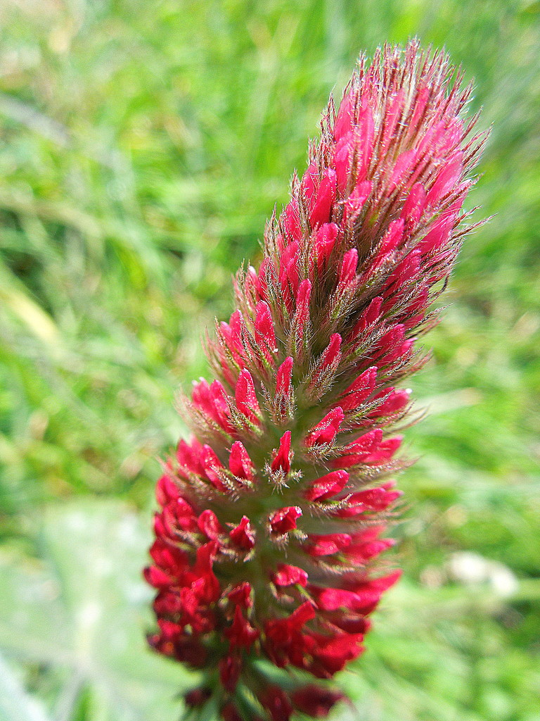 Red clover by etienne