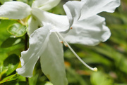 25th May 2021 - whiteflowerproject azalea
