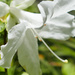 whiteflowerproject azalea by marijbar