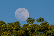 25th May 2021 - Reaching for the moon