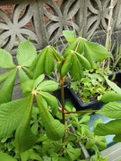 25th May 2021 - The small Horse chestnut sapling in our garden.